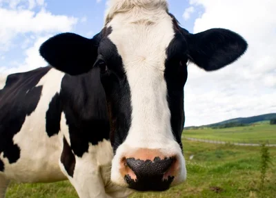 Vaca