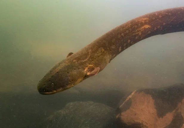 Nova espécie de peixe elétrico da Amazônia, o Electrophorus voltai, emite uma descarga de 860 volts