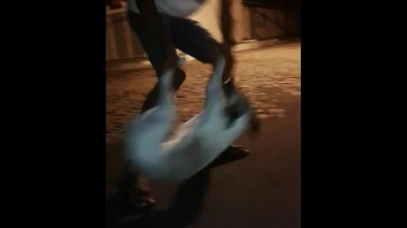 Cachorro sendo maltratado em Jerumenha