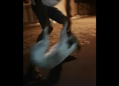 Cachorro sendo maltratado em Jerumenha