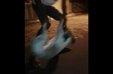 Cachorro sendo maltratado em Jerumenha
