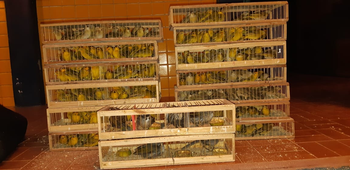Pássaros apreendidos pela PRF em Picos