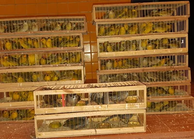 Pássaros apreendidos pela PRF em Picos