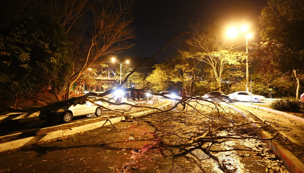 Queda de árvore causou congestionamento