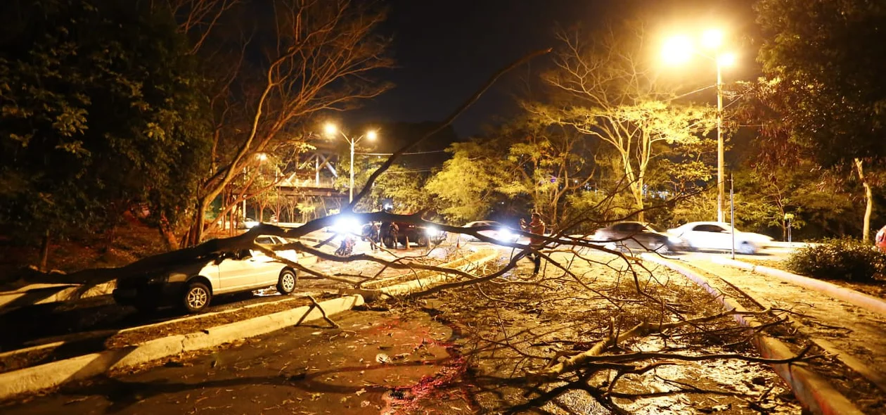Queda de árvore causou congestionamento