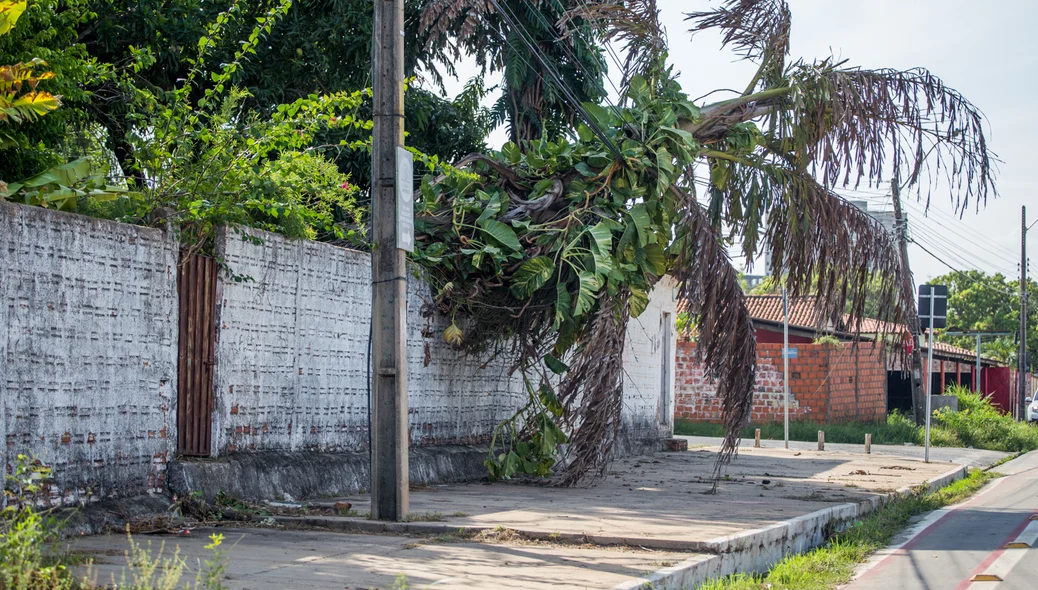 Árvore caiu em cima da rede elétrica 