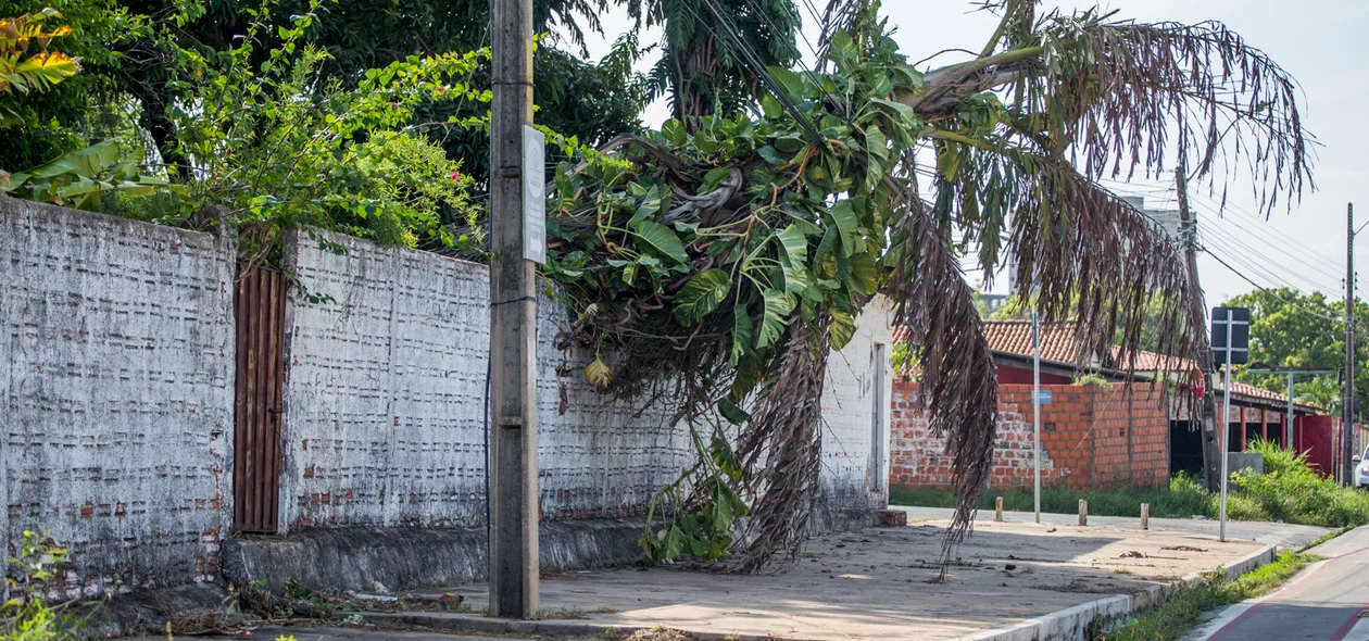Árvore caiu em cima da rede elétrica 