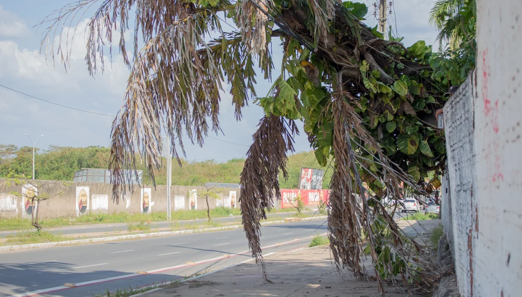 Avenida Celso Pinheiro 