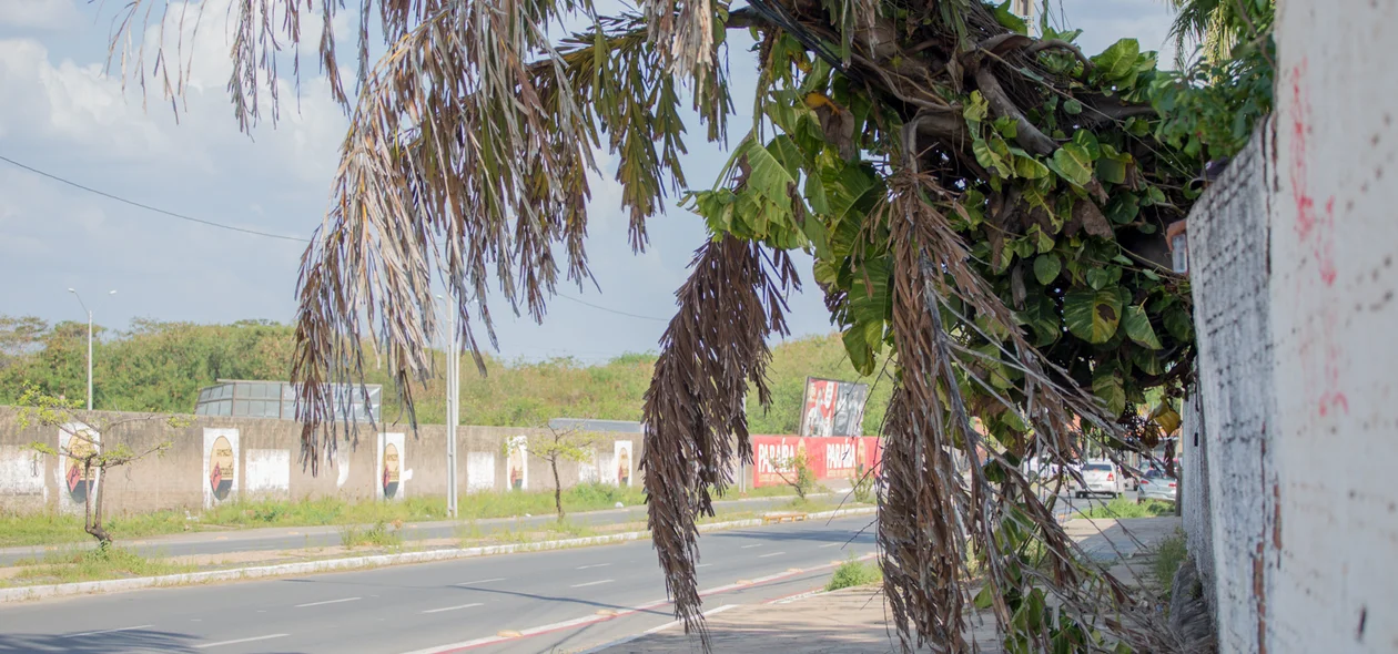 Avenida Celso Pinheiro 