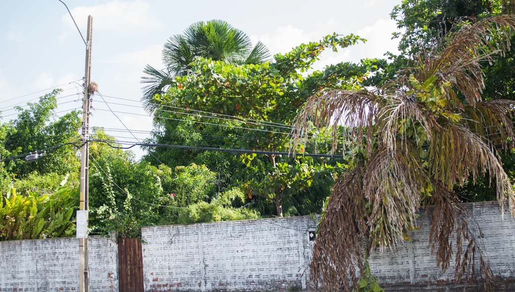 Com o impacto da árvore na rede elétrica ficou danificada 