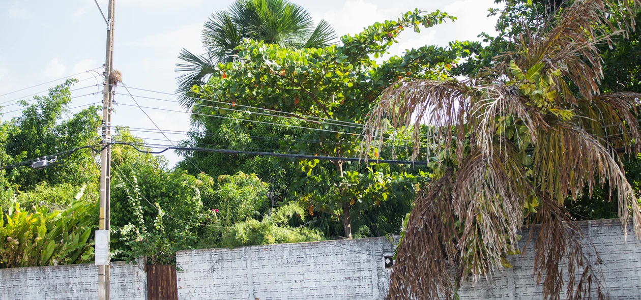 Com o impacto da árvore na rede elétrica ficou danificada 