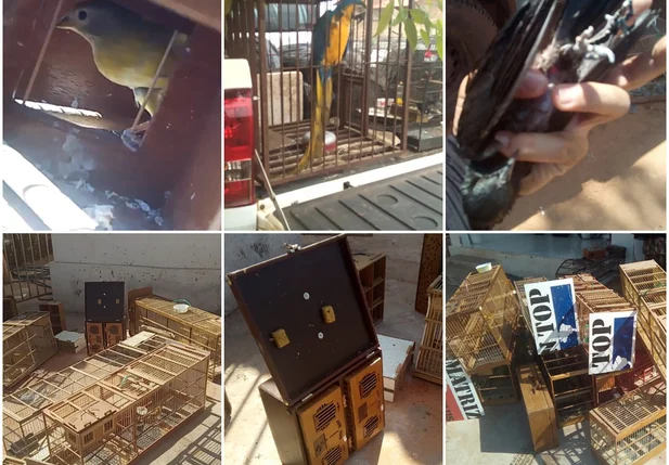 Imagem das aves e do material apreendido na operação.