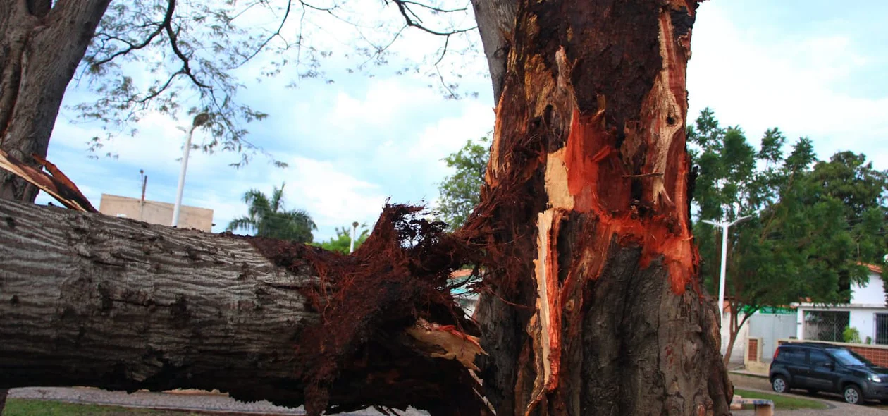Arvore que caiu em praça