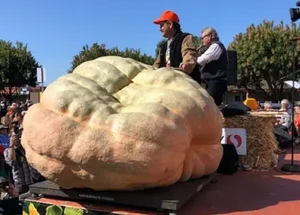 Abóbora gigante