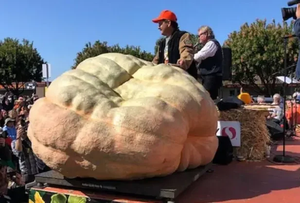 Abóbora gigante