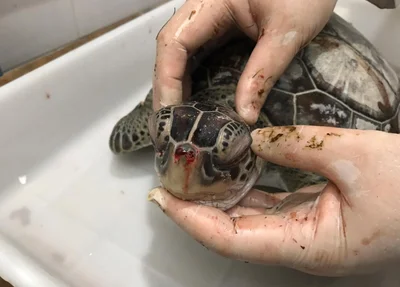 Tartaruga encontrada morta no litoral do Piauí