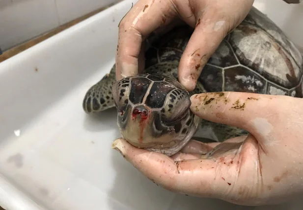 Tartaruga encontrada morta no litoral do Piauí