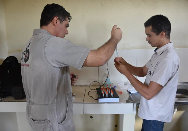 Bovinocultores são beneficiados com melhoramento genético no Piauí