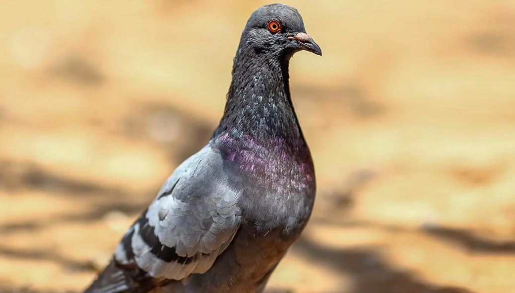 Pombo