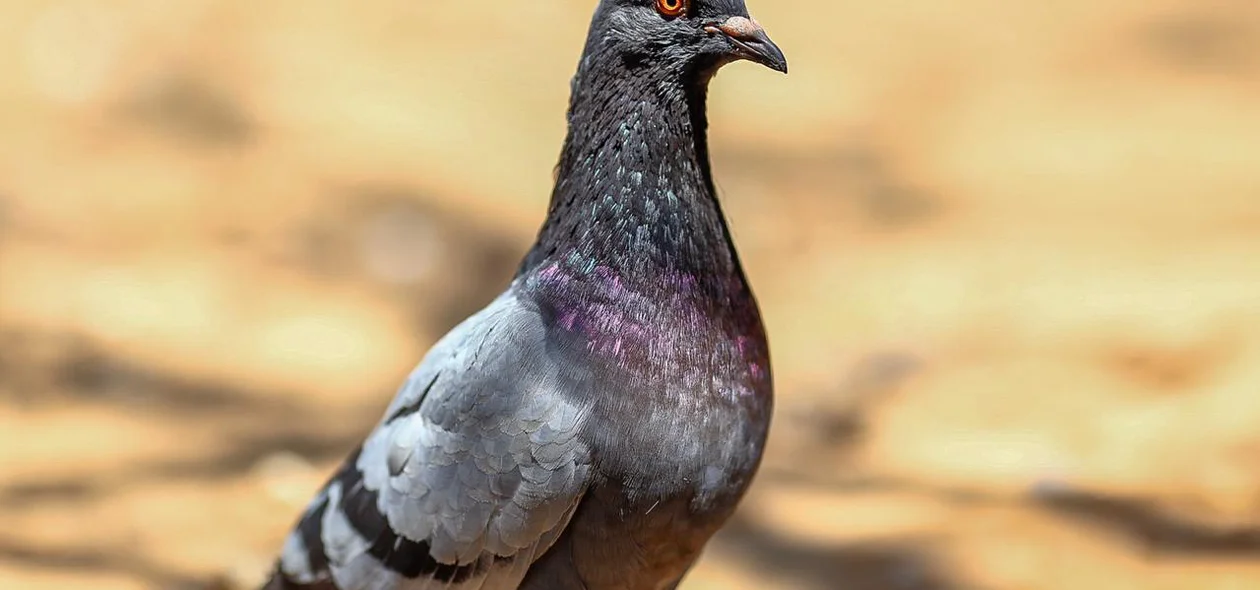Pombo