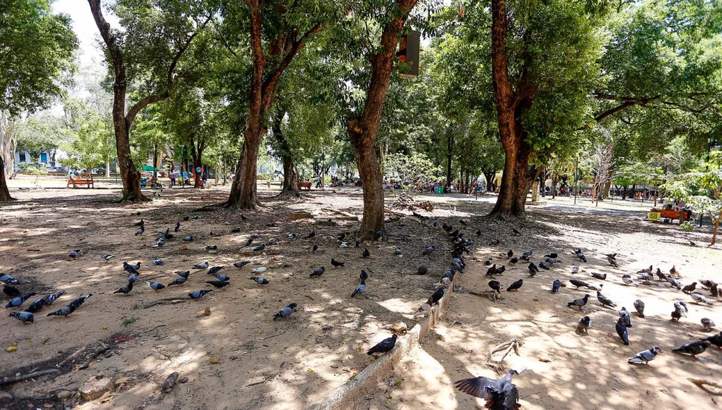 Pombos na Praça da Bandeira, no Centro de Teresina