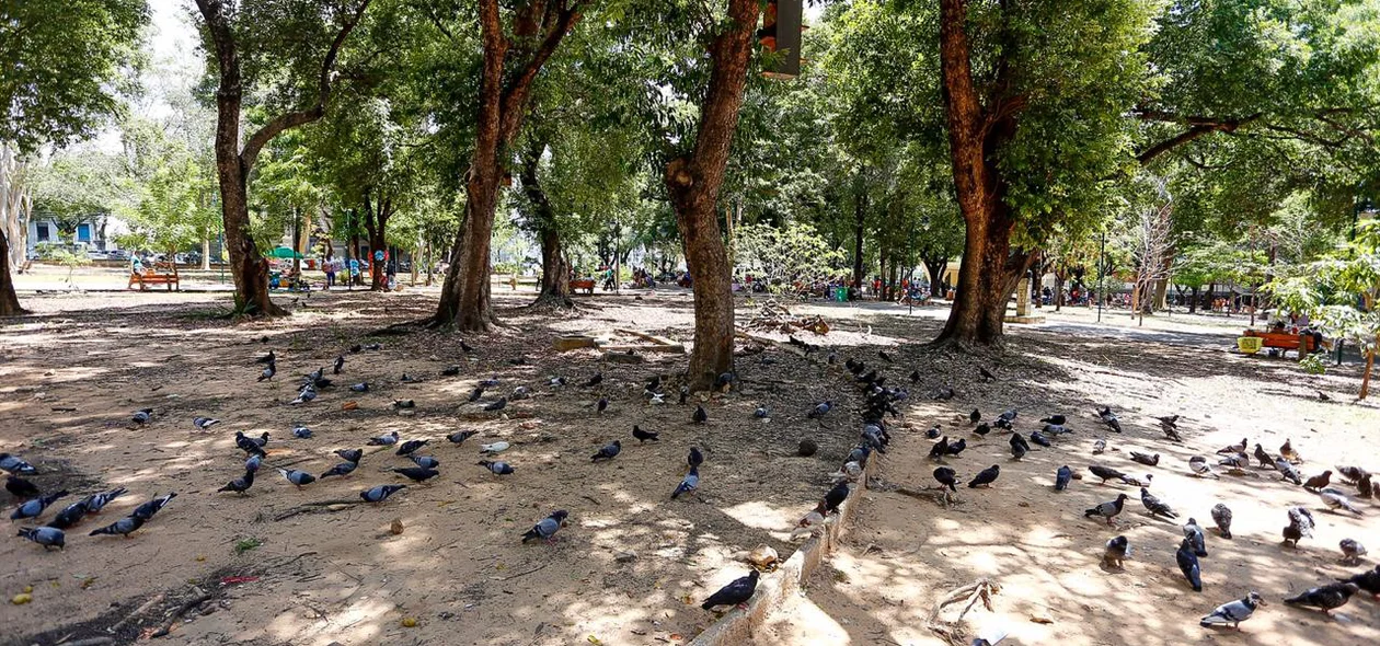 Pombos na Praça da Bandeira, no Centro de Teresina