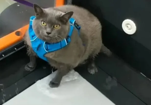 Gata obesa dos EUA