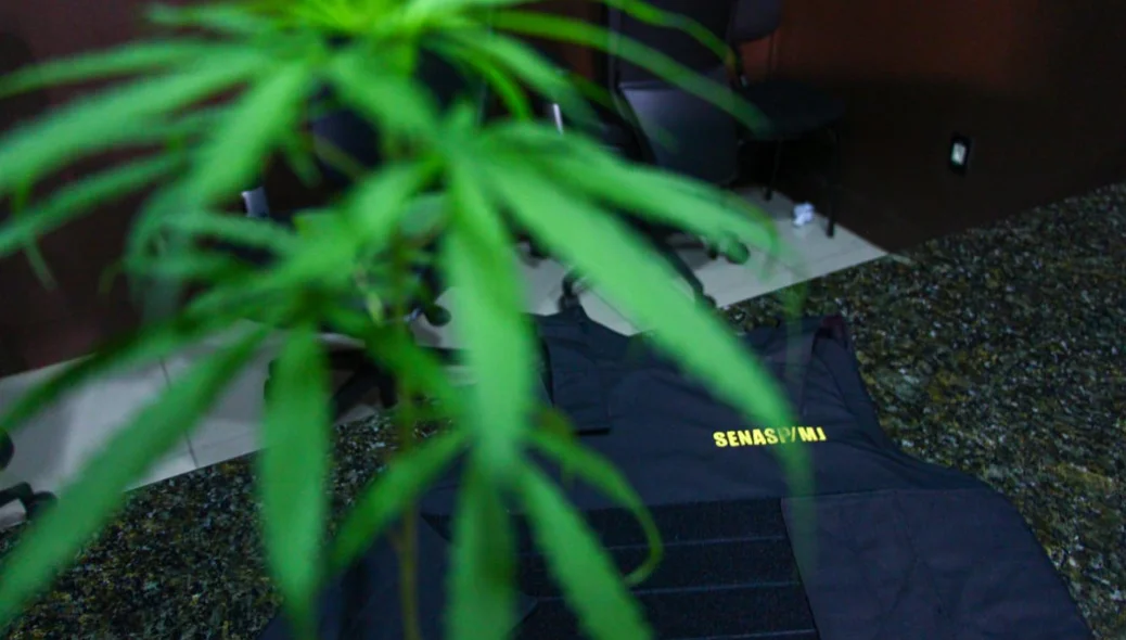 Pé de maconha apreendido pela Polícia Civil