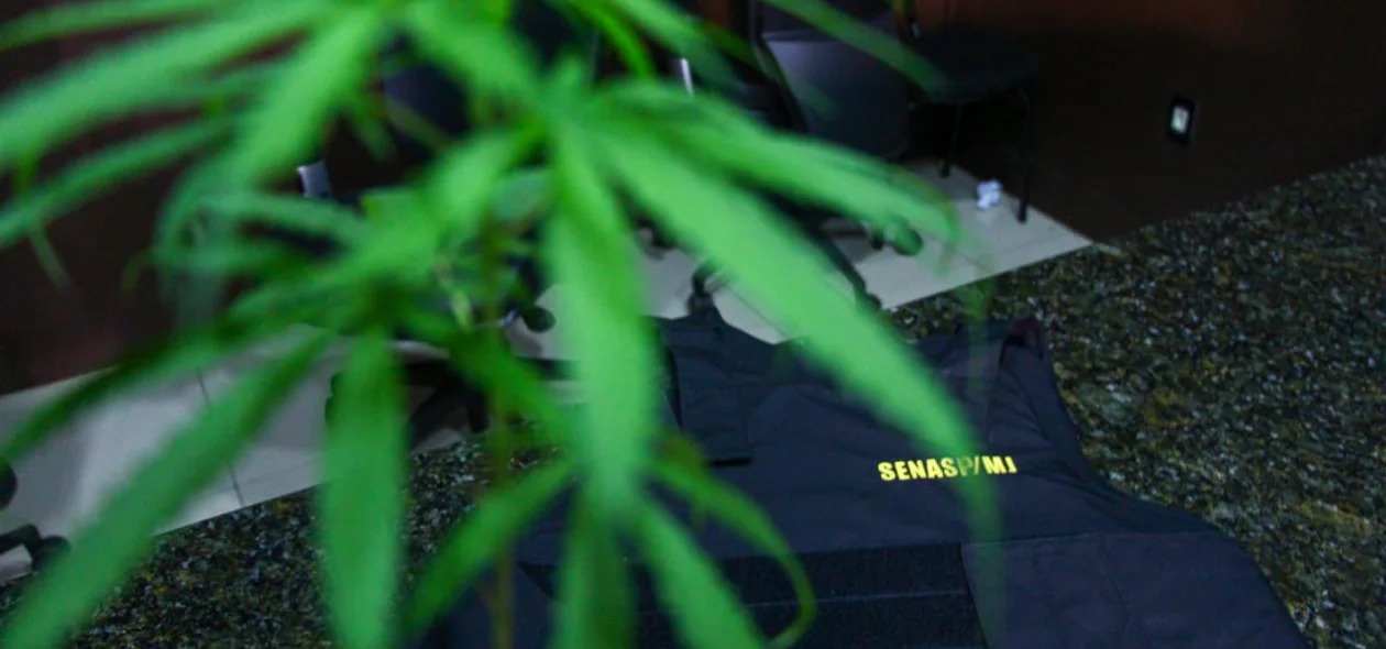 Pé de maconha apreendido pela Polícia Civil