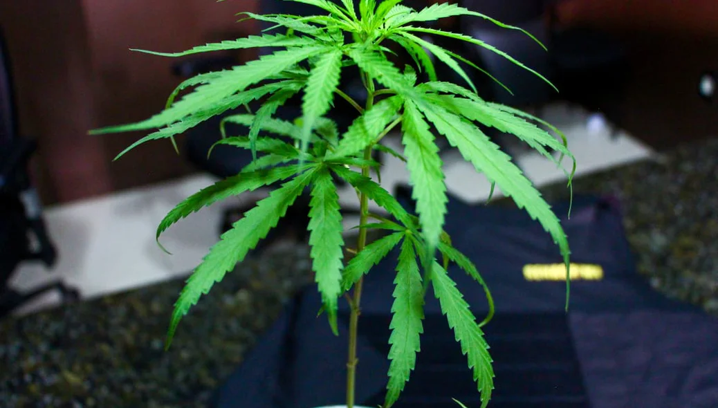 Pé de maconha