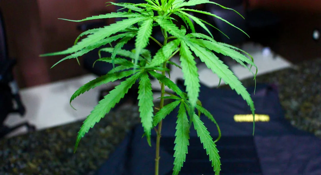 Pé de maconha