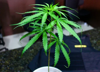 Pé de maconha