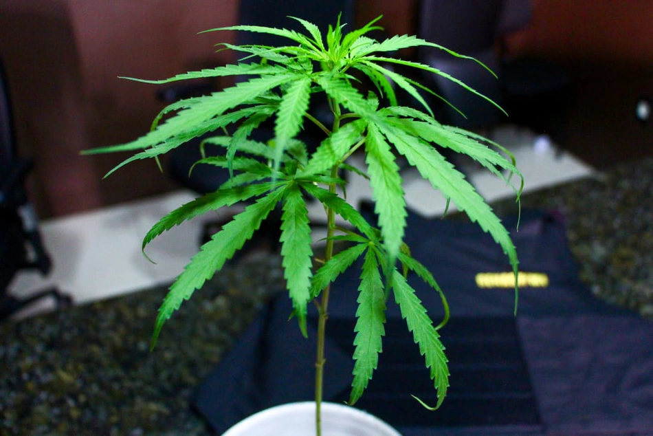 Pé de maconha