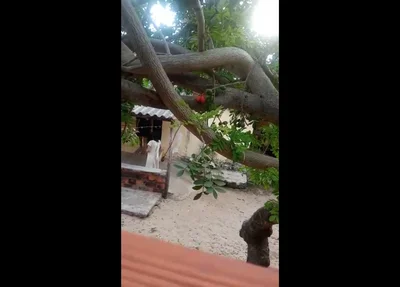 Idosa é agredida pelo próprio bisneto