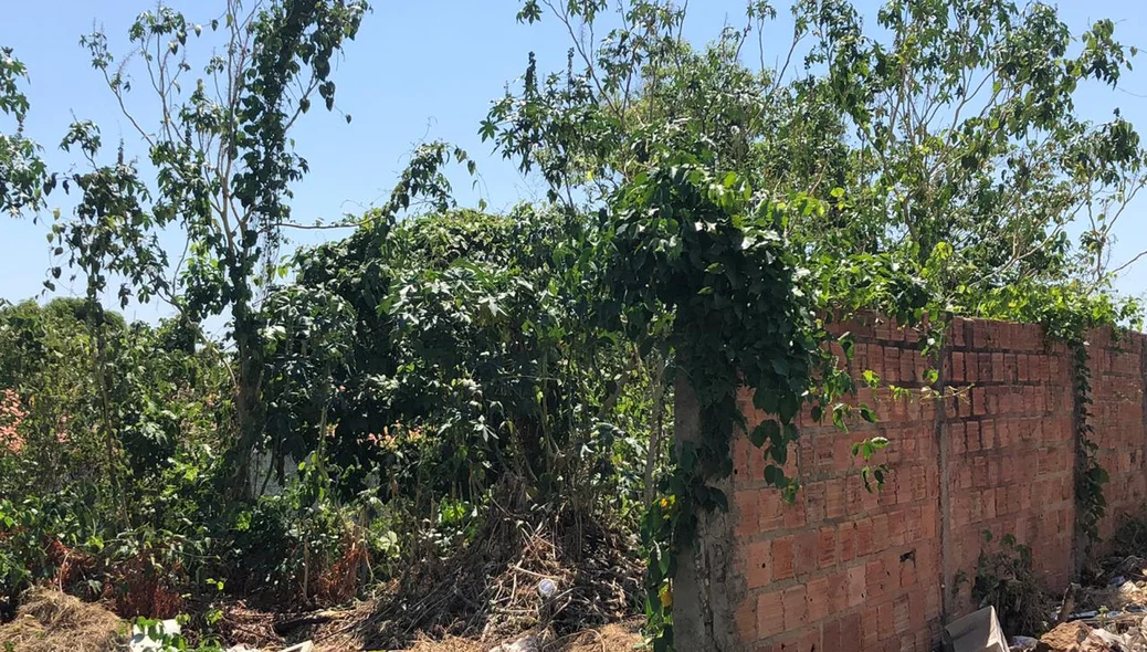 Matagal em terrenos abandonados em teresina