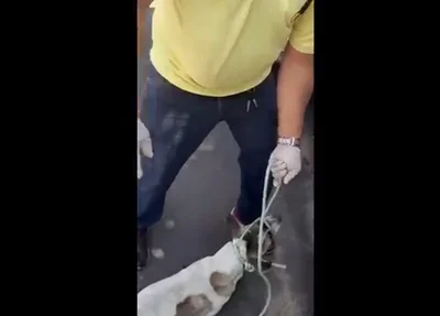 Cachorro sendo maltratado