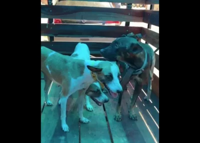 Cães sendo resgatados