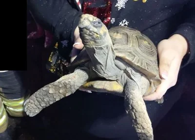 Jabuti põe fogo em casa na Inglaterra durante o Natal