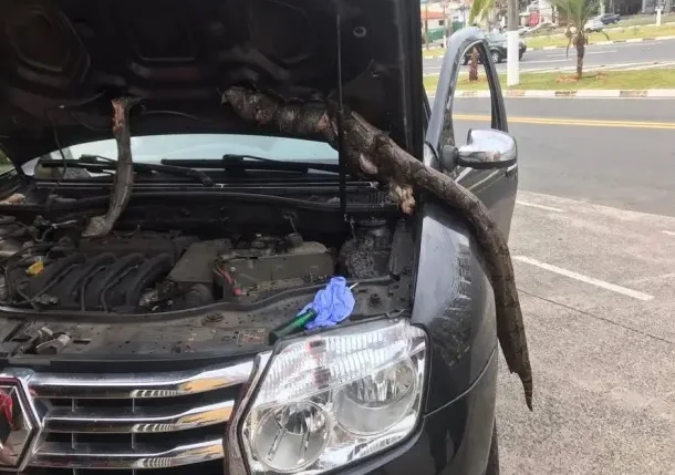 Jiboia fica presa em motor de carro durante viagem de 650 Km