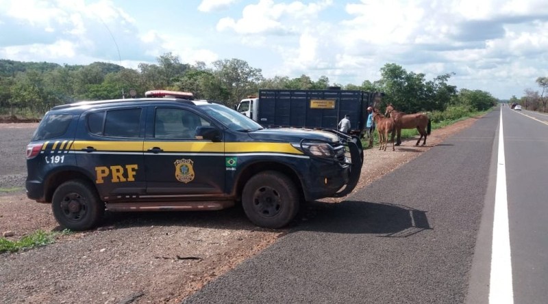 Operação da PRF apreende animais