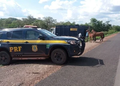 Operação da PRF apreende animais