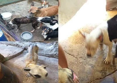 Animais em situação de maus tratos