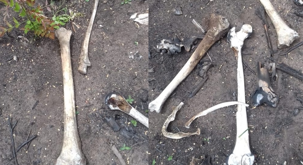 Ossada humana encontrada em Olho D´água do Piauí