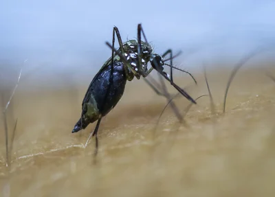 Dengue