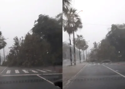 Árvore interditou a Avenida Marechal Castelo Branco