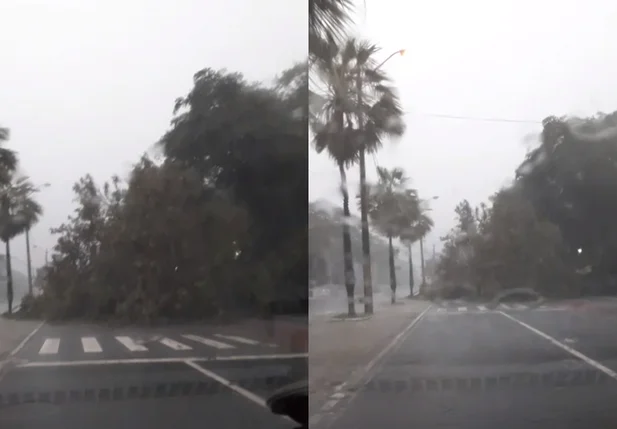 Árvore interditou a Avenida Marechal Castelo Branco