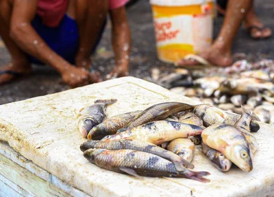 Peixes à venda no Poti Velho