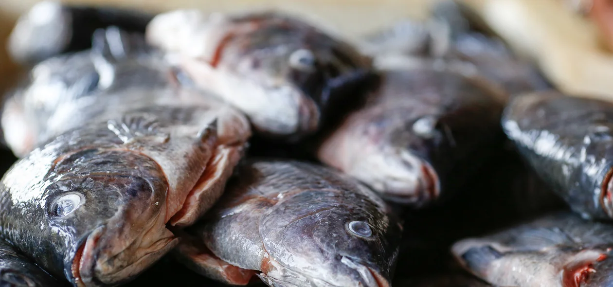 Peixes