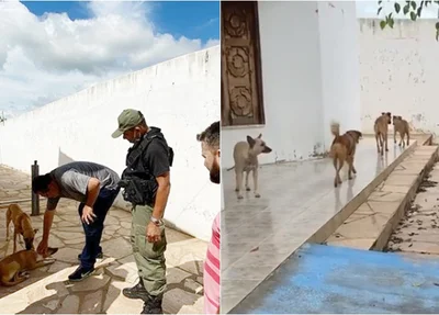 Cães de rua em abrigo