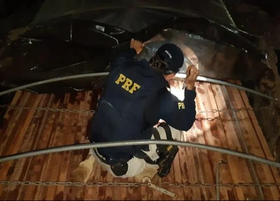PRF apreende carga ilegal de madeira na BR 343